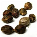 Семена марихуаны АК-47  (Seeds AK-47) в Андреаполе